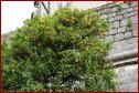 DSC00727