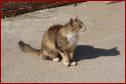 DSC00443